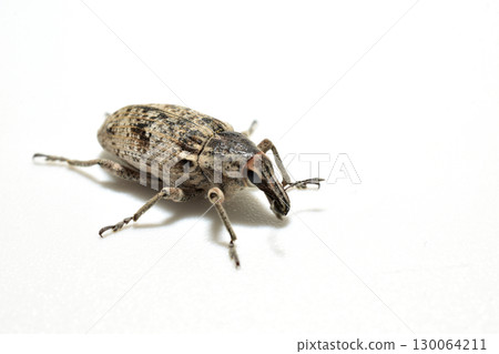 Beet beetle from the weevil family. 130064211