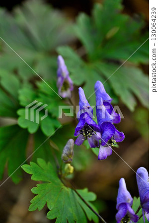 Aconite at Sanpobunzan in the Misaka Mountains Aconite at Sanpobunzan in the Misaka Mountains 130064239