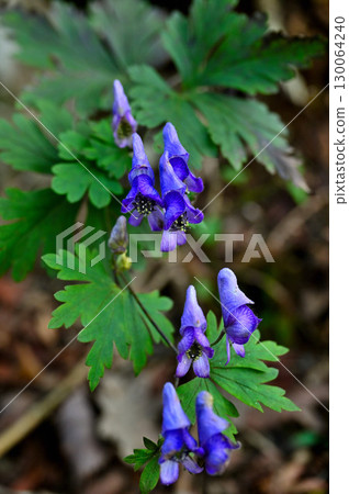 Aconite at Sanpobunzan in the Misaka Mountains 130064240