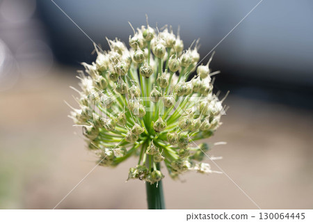 初夏的陽光與韭菜頭 初夏的陽光與韭菜頭 130064445