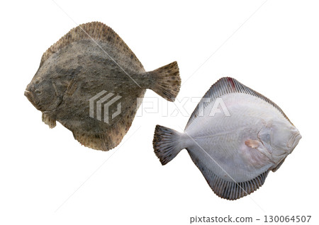 turbot (Scophthalmus maximus) isolated on white background turbot (Scophthalmus maximus) isolated on white background 130064507