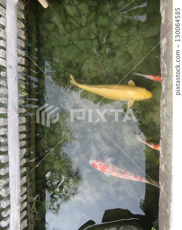 鯉魚在水道中游動 130064585