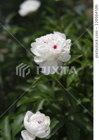 牡丹園裡，白色的牡丹花盛開。 130064586