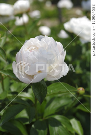 White peony flowers are blooming in the peony garden. White peony flowers are blooming in the peony garden. 130064588