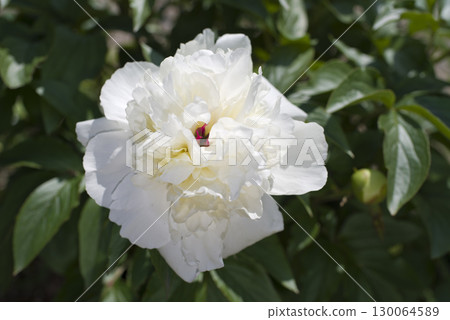 White peony flowers are blooming in the peony garden. 130064589