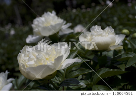 牡丹園裡,白色的牡丹花盛開。 牡丹園裡,白色的牡丹花盛開。 130064591