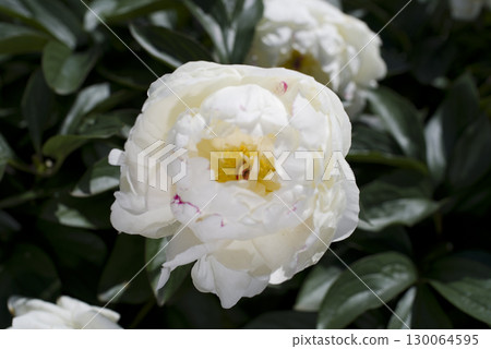 牡丹園裡,白色的牡丹花盛開。 牡丹園裡,白色的牡丹花盛開。 130064595