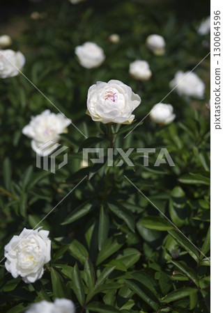 White peony flowers are blooming in the peony garden. 130064596