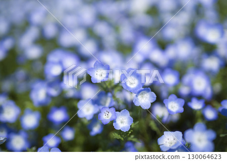 Nemophila 的藍色花朵正在盛開。學名是Nemophila。 130064623