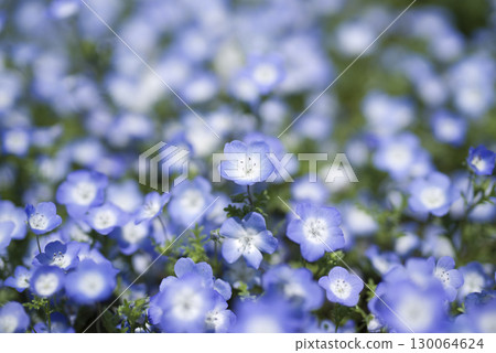 Nemophila 的藍色花朵正在盛開。學名是Nemophila。 130064624