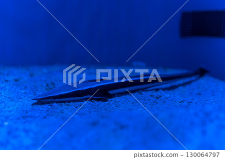 一隻鰹魚緊貼在水族箱壁上 130064797