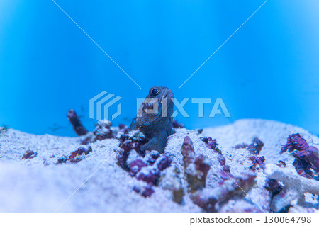 鱷魚紅鯛魚探出頭來 130064798