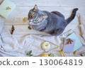 Gray tabby cat with green eyes surrounded by autumn decor. Cat in cozy autumn interior, top view. 130064819