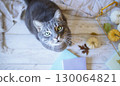 Gray tabby cat with green eyes surrounded by autumn decor. Cat in cozy autumn interior, top view. 130064821