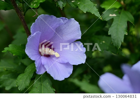 Rose of Sharon (Mallow) Blue Satin 130064831