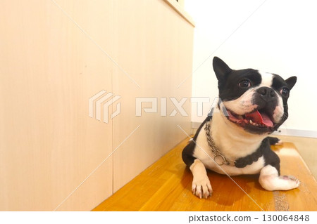 Mighty the Boston Terrier sits on a bench and looks up at you. Mighty the Boston Terrier sits on a bench and looks up at you. 130064848