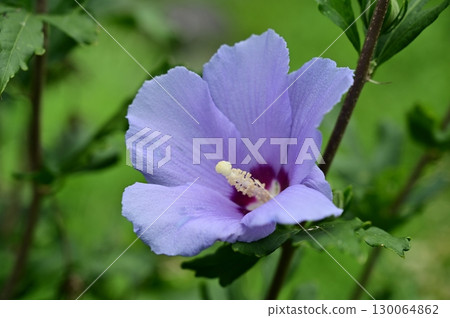 Rose of Sharon (Mallow) Blue Satin 130064862