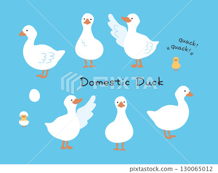 White hand drawn duck illustration set 130065012