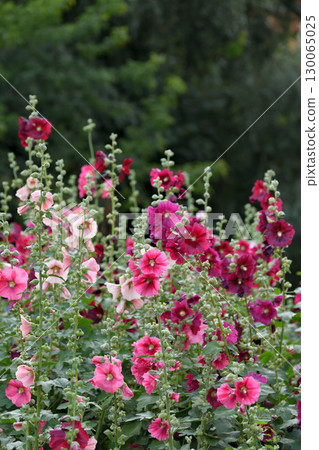 Beautiful flowerbed with colorful blooming mallows 130065025