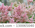 Astilbe Arendsii is a hybrid flower of the Saxifragaceae family. 130065040
