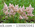 Astilbe Arendsii is a hybrid flower of the Saxifragaceae family. 130065041