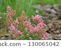 Astilbe Arendsii is a hybrid flower of the Saxifragaceae family. 130065042