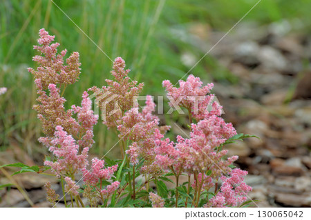 Astilbe Arendsii is a hybrid flower of the Saxifragaceae family. Astilbe Arendsii is a hybrid flower of the Saxifragaceae family. 130065042