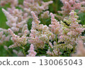 Astilbe Arendsii is a hybrid flower of the Saxifragaceae family. 130065043