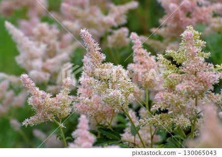 Astilbe Arendsii is a hybrid flower of the Saxifragaceae family. Astilbe Arendsii is a hybrid flower of the Saxifragaceae family. 130065043