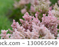 Astilbe Arendsii is a hybrid flower of the Saxifragaceae family. 130065049