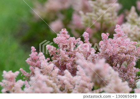 Astilbe Arendsii is a hybrid flower of the Saxifragaceae family. Astilbe Arendsii is a hybrid flower of the Saxifragaceae family. 130065049