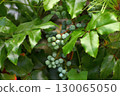 Mahonia aquifolium is a slow-growing, frost-resistant evergreen shrub. 130065050