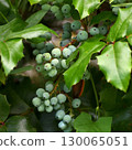 Mahonia aquifolium is a slow-growing, frost-resistant evergreen shrub. 130065051