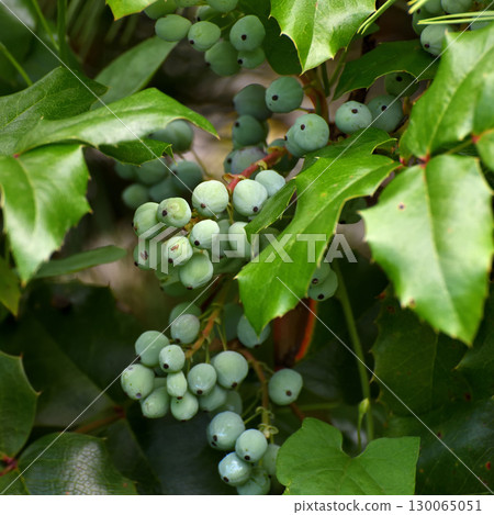 Mahonia aquifolium is a slow-growing, frost-resistant evergreen shrub. Mahonia aquifolium is a slow-growing, frost-resistant evergreen shrub. 130065051