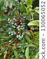 Mahonia aquifolium is a slow-growing, frost-resistant evergreen shrub. 130065052