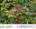 Mahonia aquifolium is a slow-growing, frost-resistant evergreen shrub. 130065053