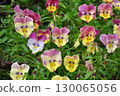 Viola cornuta - It is a perennial herbaceous plant of the violet family. 130065056
