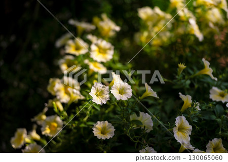 White and Yellow Petunia Flower with Green Leaves 130065060