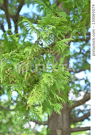 樹·Sawara Hinoki 樹·Sawara Hinoki 130065074