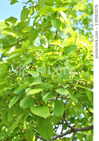 Tree - Oleaceae 130065076