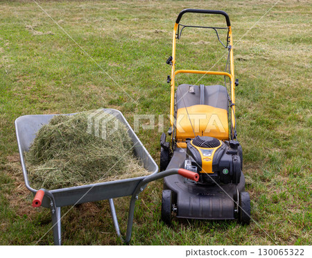 Collecting mowed grass in a trolley, mulching the garden with grass Collecting mowed grass in a trolley, mulching the garden with grass 130065322