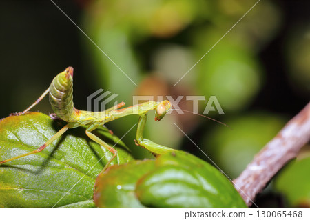 Amazing close up picture of Praying Mantis on the leaf with blurred background. Amazing close up picture of Praying Mantis on the leaf with blurred background. 130065468