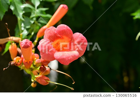 Trumpet vine (Bignoniaceae) climbing deciduous shrub 130065516