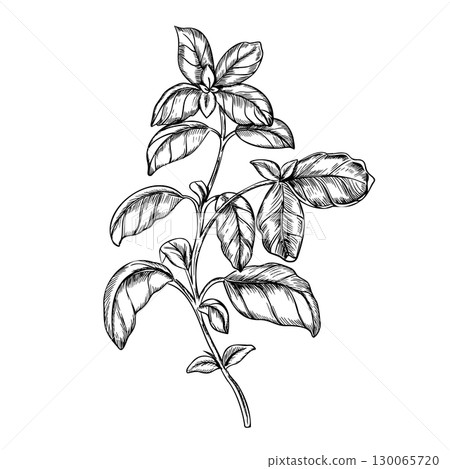 Basil branch Vector illustration. Hand drawn black and white sketch of Culinary Herbs leaves, spicy ingredient isolated on a background. For label, product packaging, stickers or menu design. 130065720