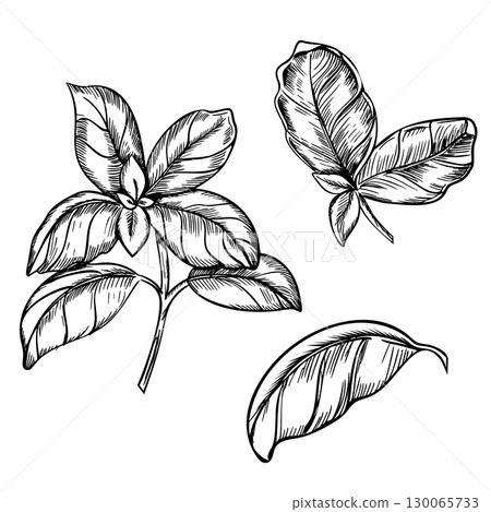 Basil branch and leaves set. Vector illustration. Hand drawn black and white sketch of Culinary Herb, spicy ingredient isolated on a background. For label, product packaging, stickers or menu design. 130065733