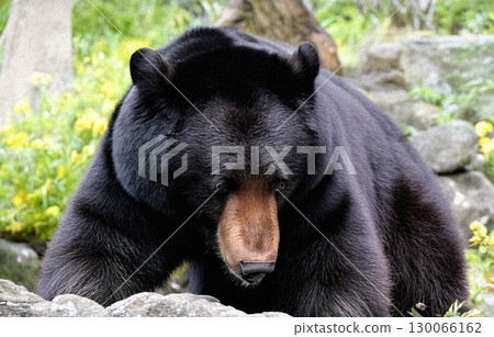 AI世代：山裡的野熊 130066162