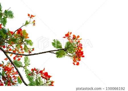 PNG of Royal Poinciana Flower Branch Red Blossoms and Green Leaves on Transparent Background. Royal Poinciana Branch with Red Blossoms and Green Leaves 130066192