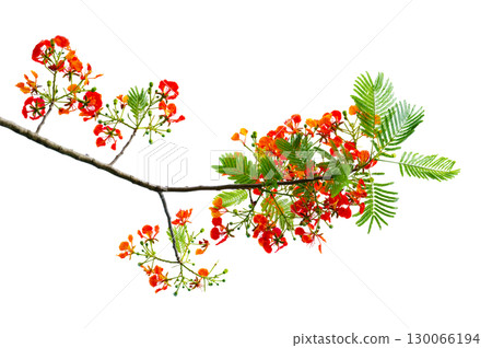 PNG of Royal Poinciana Flower Branch Red Blossoms and Green Leaves on Transparent Background. Royal Poinciana Branch with Red Blossoms and Green Leaves 130066194