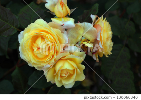 Beeffer's Rose 130066340