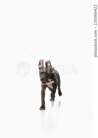 Energetic pitbull puppy running forward on white background with excited emotion Energetic pitbull puppy running forward on white background with excited emotion 130066422